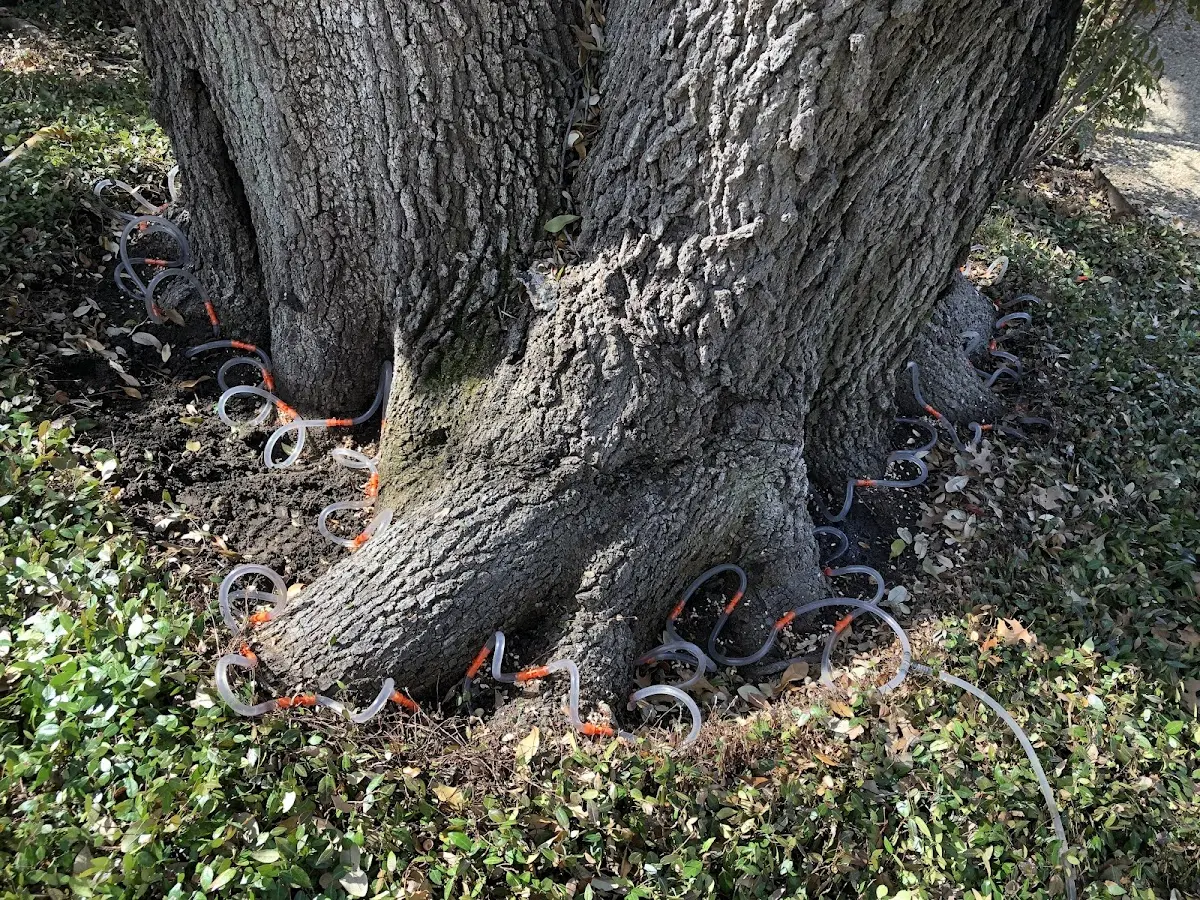 Detailed Tree Cabling and Bracing job site in Rimersburg