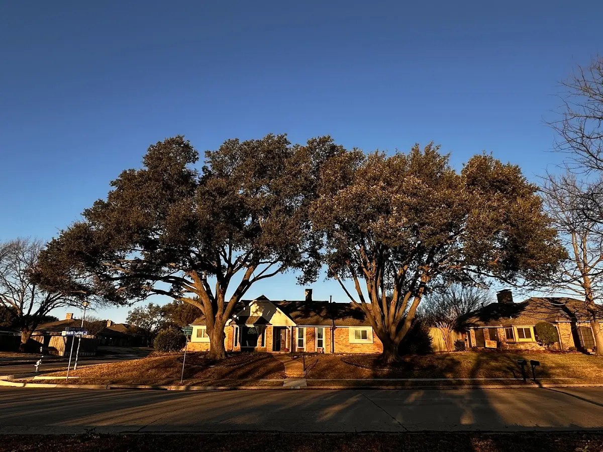 Established residential canopy tree shading a home in Rimersburg